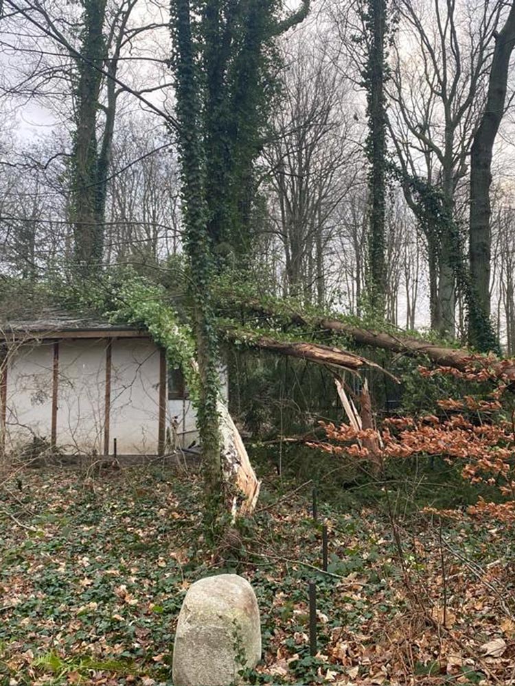 GaLaBau_Schmidt-Bilder_Baumpflege13
