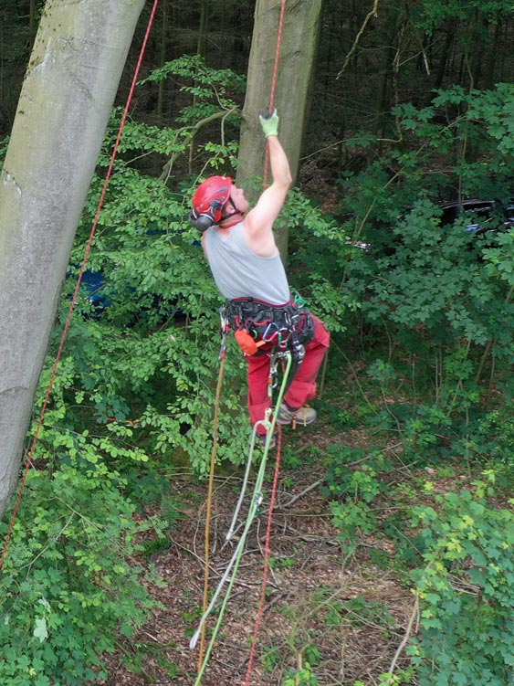 GaLaBau_Schmidt-Bilder_Baumpflege41